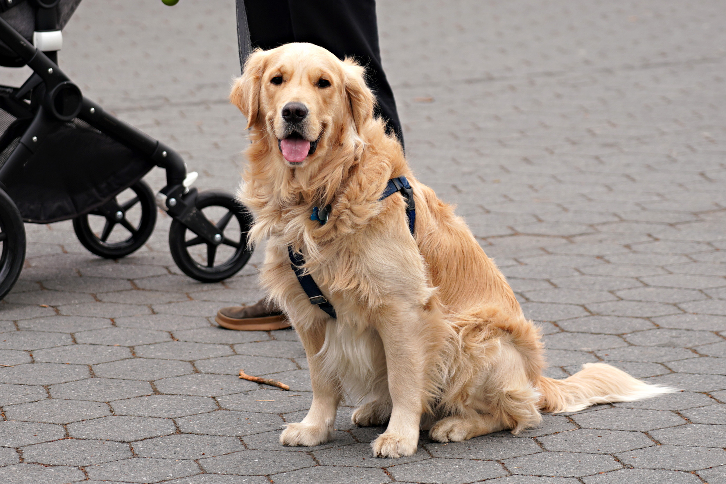 This Golden Retriever Refusing To Walk Pretty Much Sums Up How We Re All Feeling