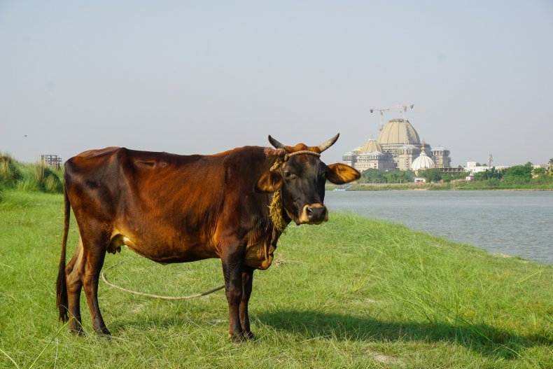 Cow in India