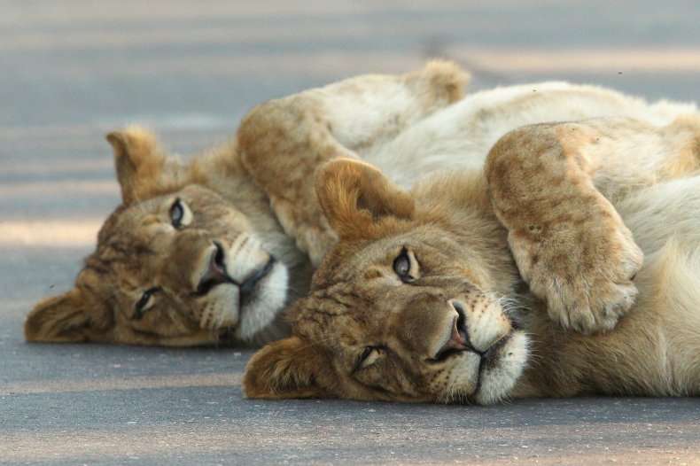 Lions in Kruger Park