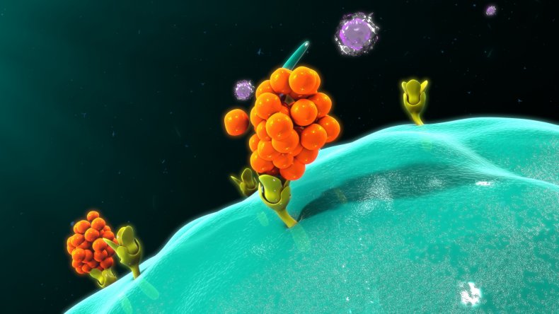 immune cell, cytokines