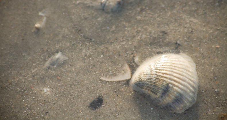 Seashell