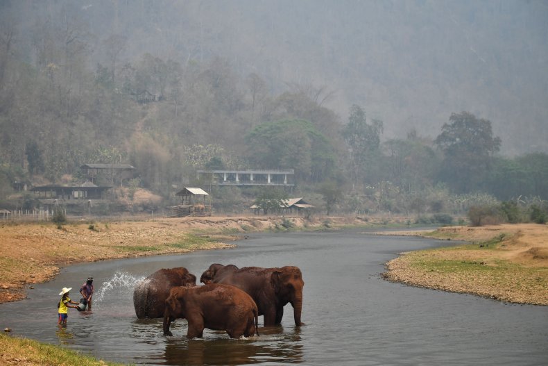 Elephants Thailand tourism