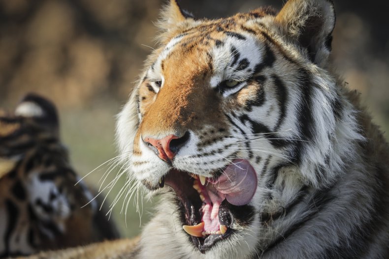 Tiger