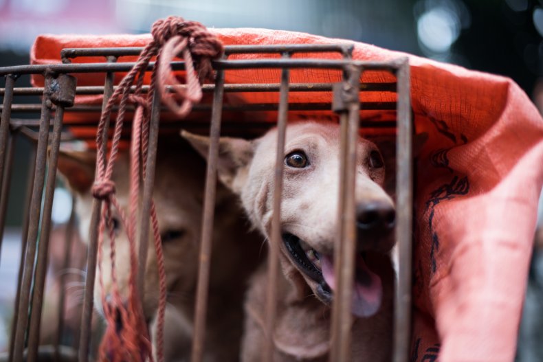 Getty Images Dog China Food Market 2015