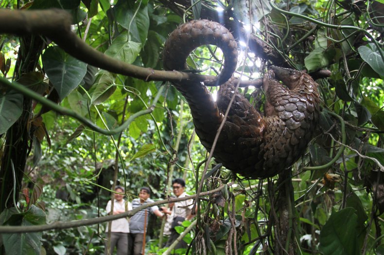 Getty Images Pangolin