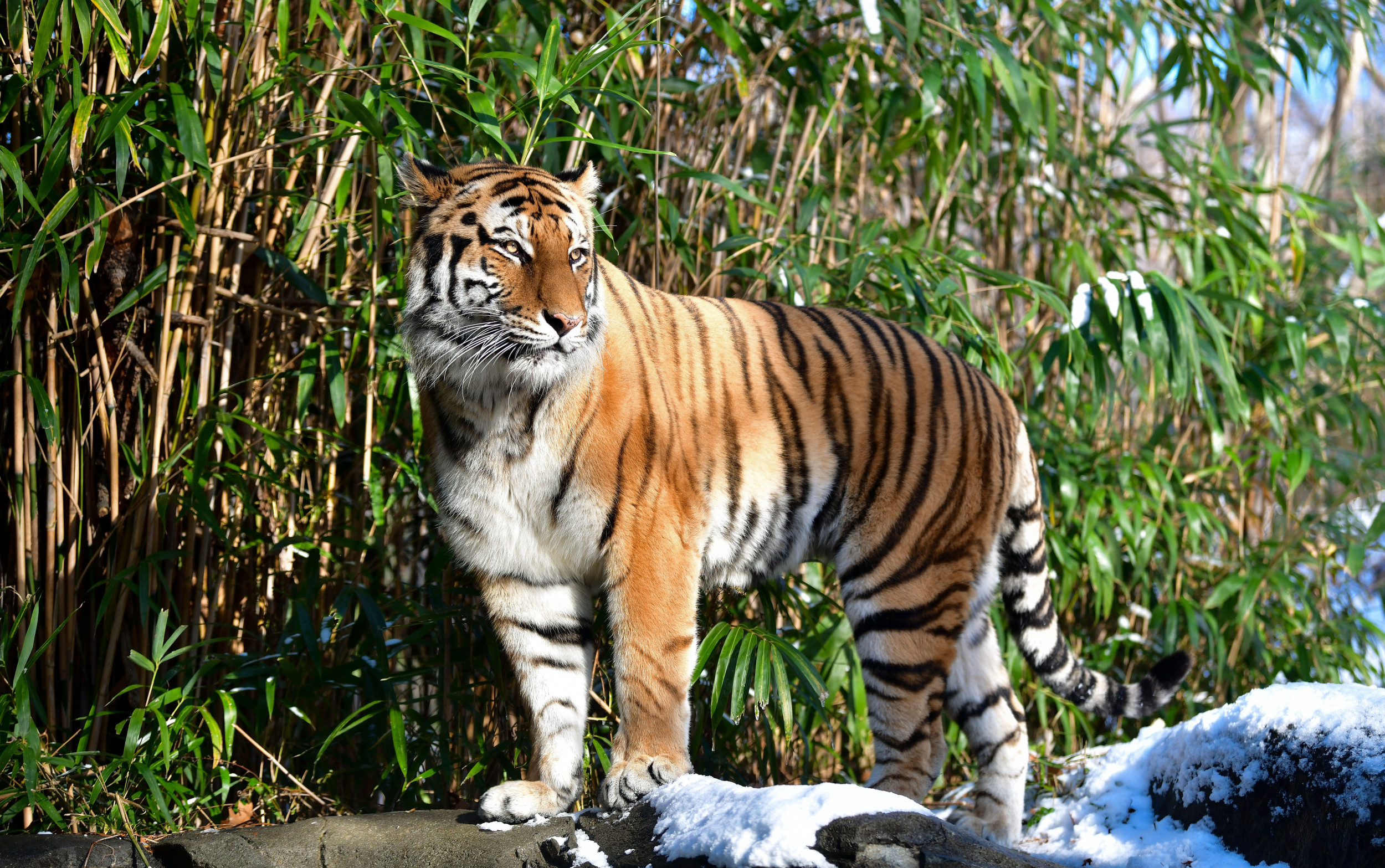 Lions and Tigers and Bears, Oh My: The Cleveland Zoo Wants You to ...