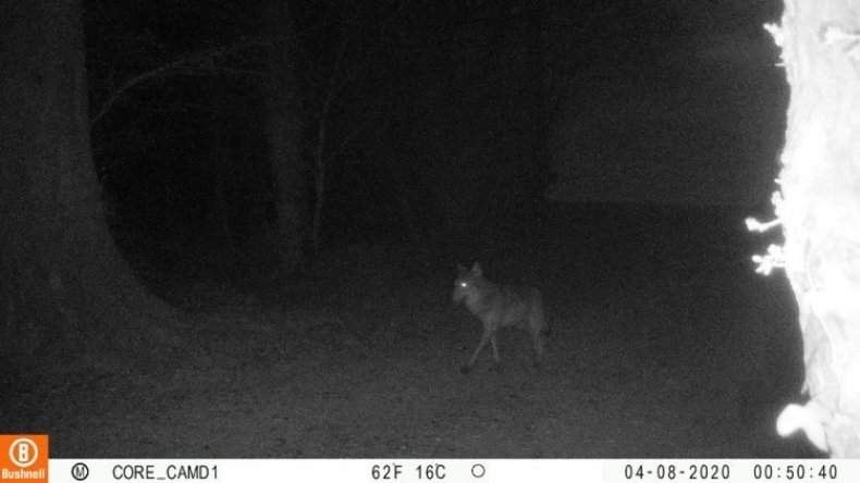 Picture of large canine taken in Normandy