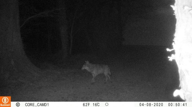 Picture of large canine taken in Normandy