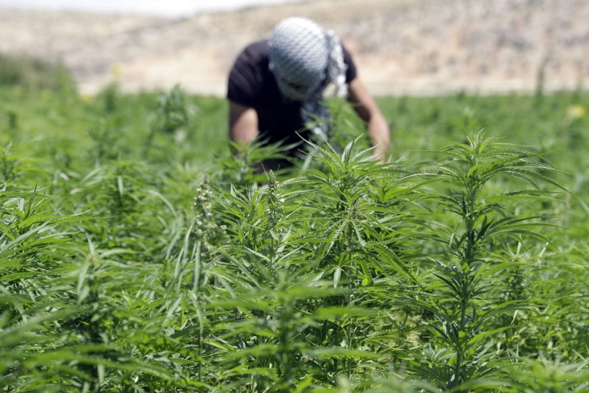 Lebanon cannabis