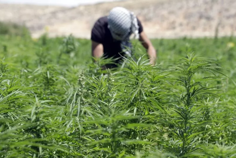 Lebanon cannabis Lebanon cannabis