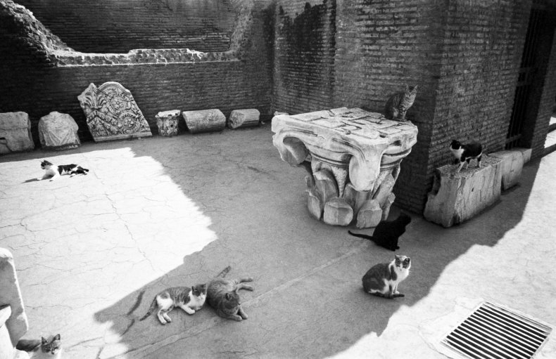 rome-cat-colonies