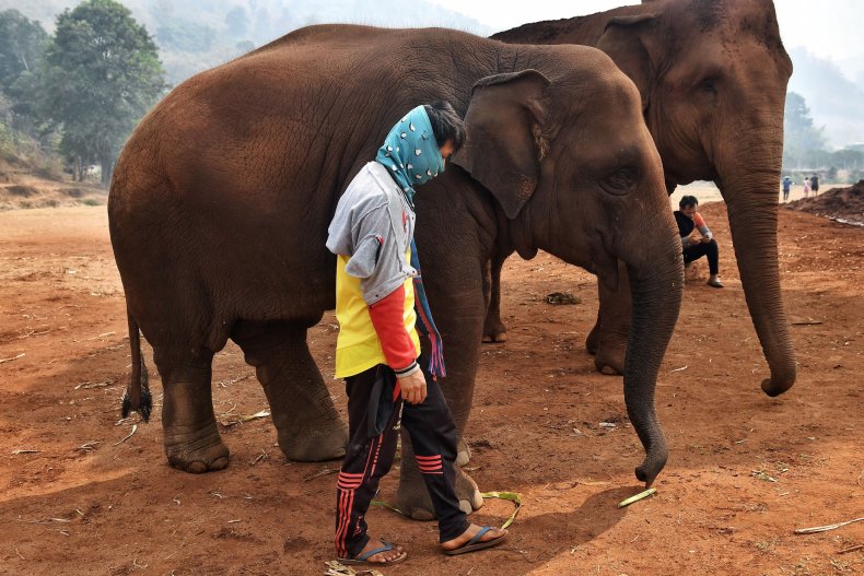 Mahout and elephant at Elephant Nature Park