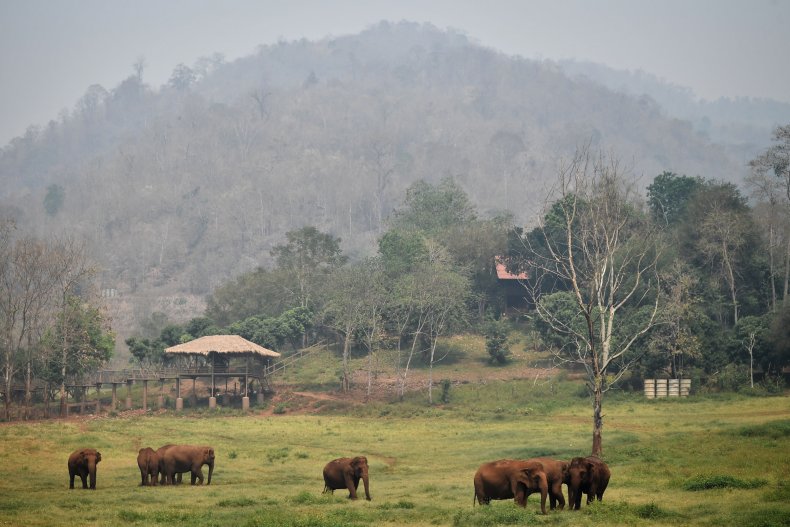 Elephants rescued from the tourism and logging trade