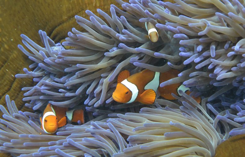 Fish swimming through coral