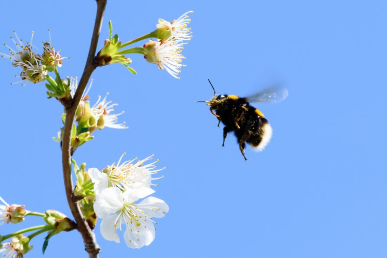 Bee on cherry blossom