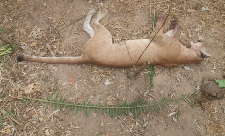 puma, Colombia