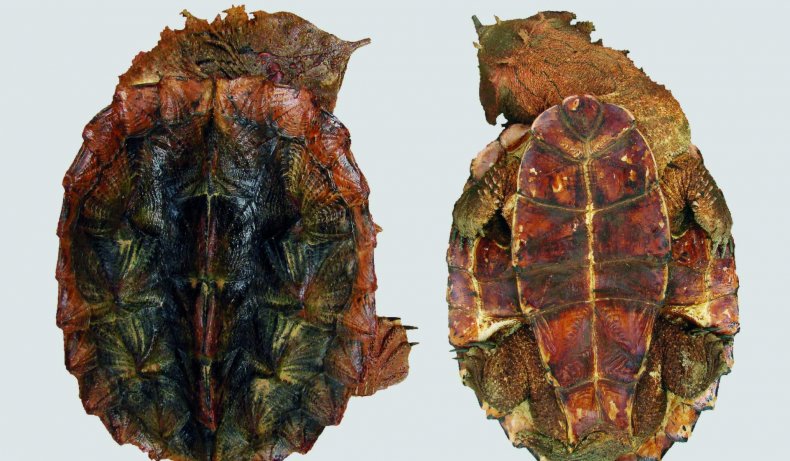Mata Mata turtle
