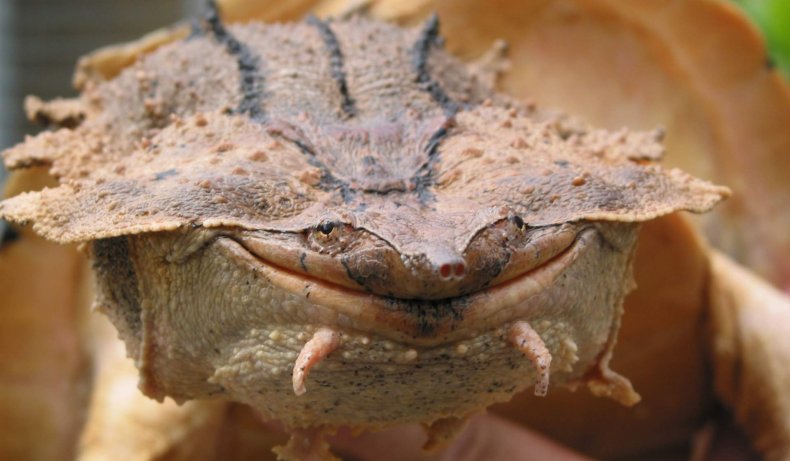 Scientists have identified a new species of mata mata turtle