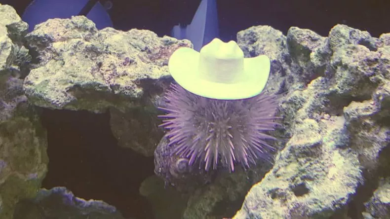 sea-urchin-cowboy-hat.webp?w=790&f=69b7636dd057b18ee874cf1c07808bfa