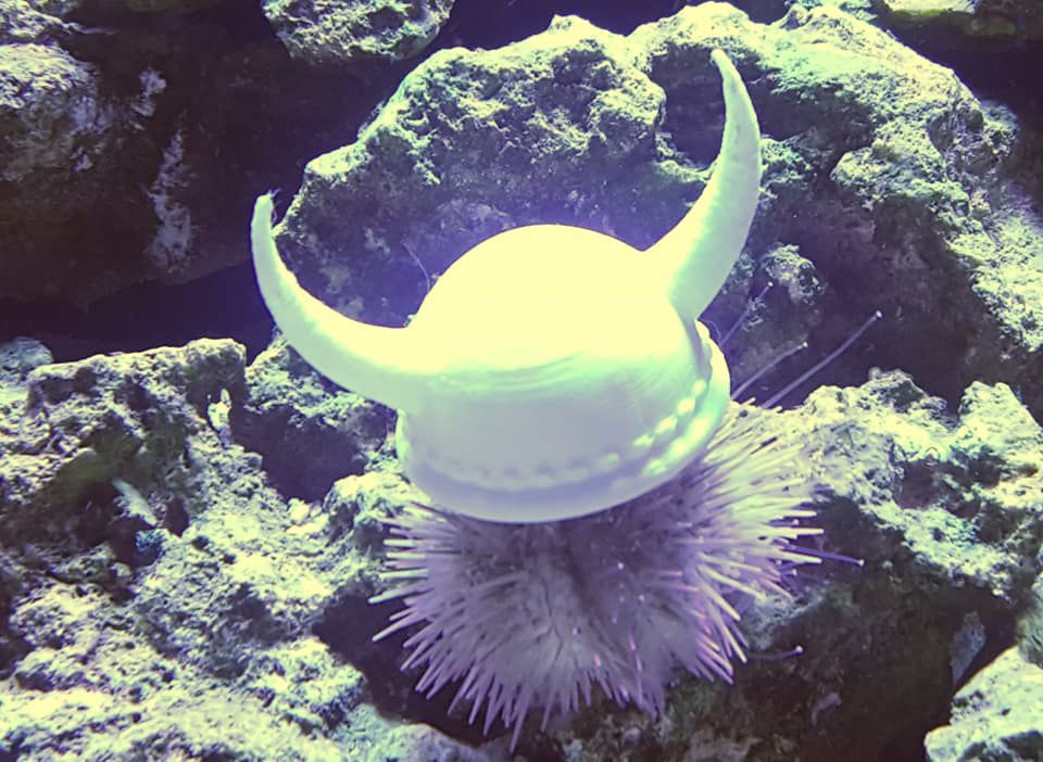 sea urchins with hats