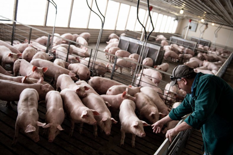 Pig farm in Illinois