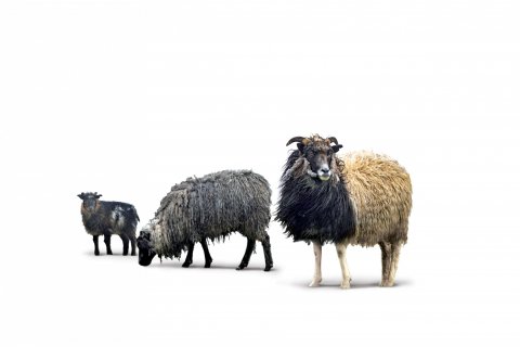 CUL_Uncharted_Animals_FaroeSheep