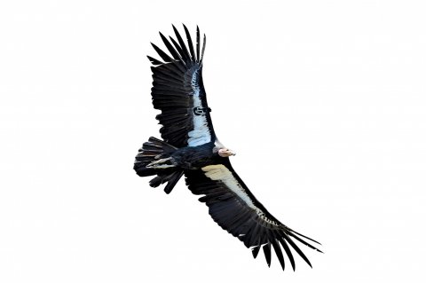 CUL_Uncharted_Animals_Condors