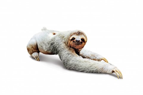 CUL_Uncharted_Animals_Sloths