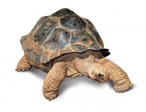 CUL_Uncharted_Animals_GiantTortoises