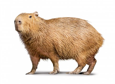 CUL_Uncharted_Animals_Capybaras
