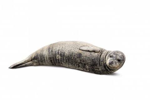 CUL_Uncharted_Animals_MediterraneanMonkSeals