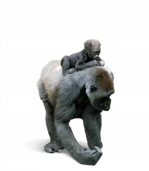 CUL_Uncharted_Animals_MountainGorillas