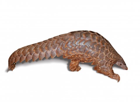 CUL_Uncharted_Animals_Pangolins