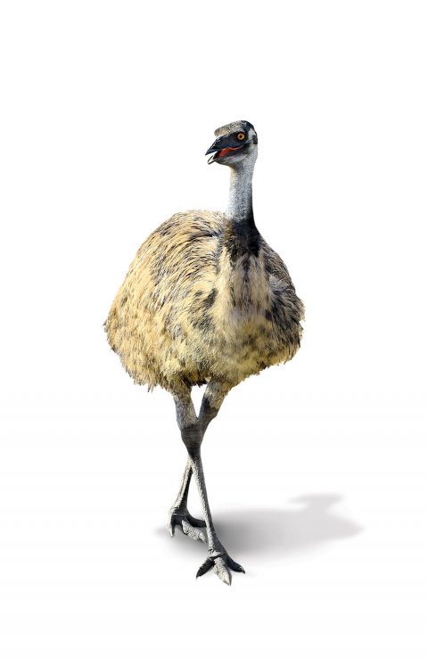 CUL_Uncharted_Animals_Emus