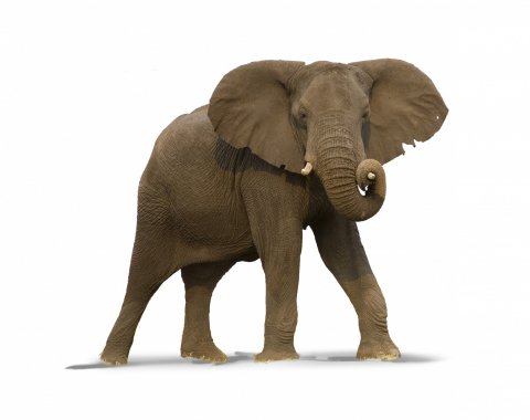 CUL_Uncharted_Animals_Elephants