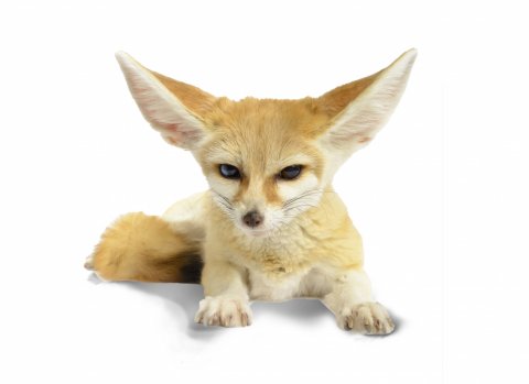 CUL_Uncharted_Animals_FennecFoxes