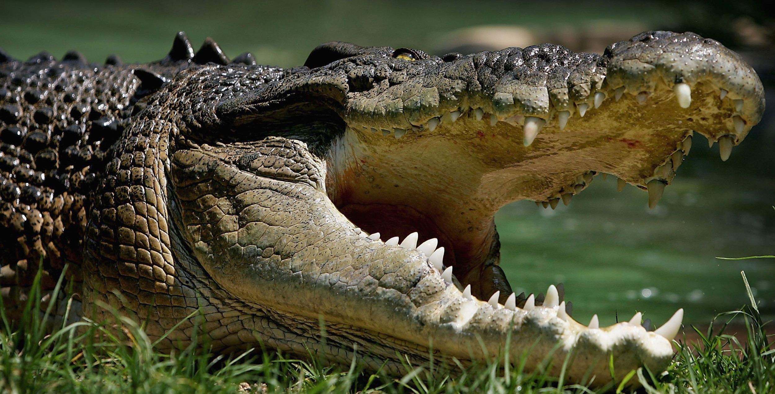 Фото аллигатора и крокодила сравнение