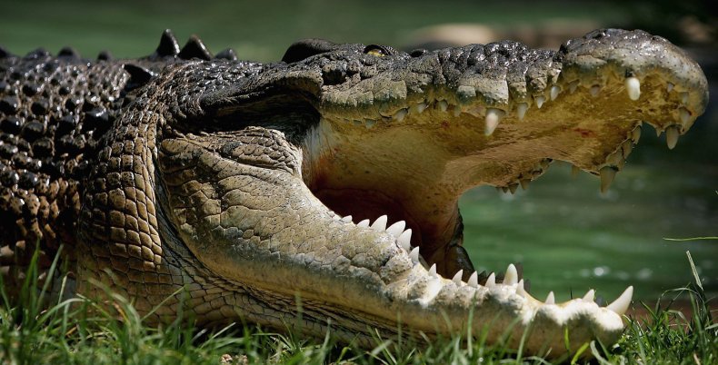 Saltwater Crocodile is pictured at the Australian Reptile Park 