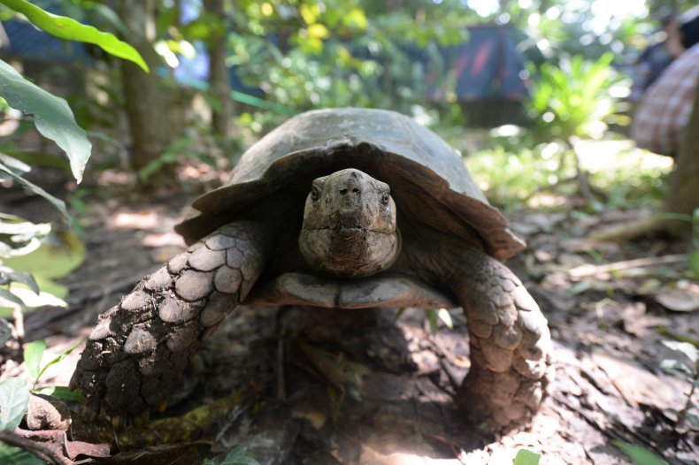 Box Turtle