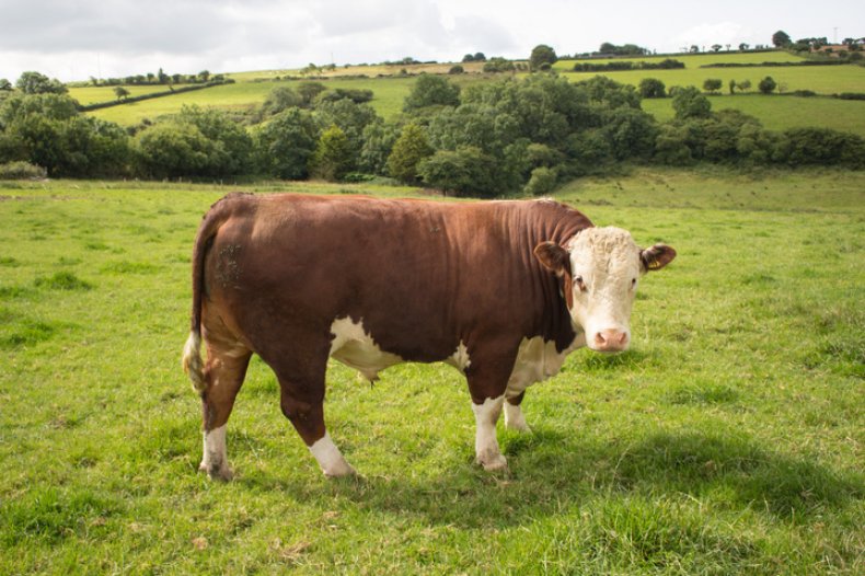 bull
