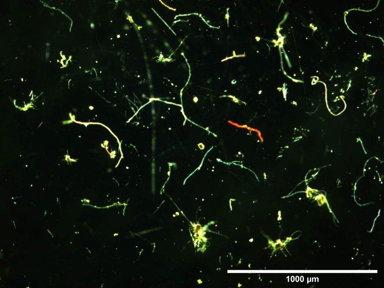 Microplastics, fragments and fiber