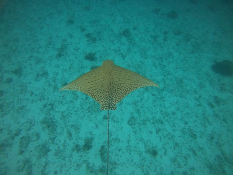 Ornate Eagle Ray, Lady Elliot Island