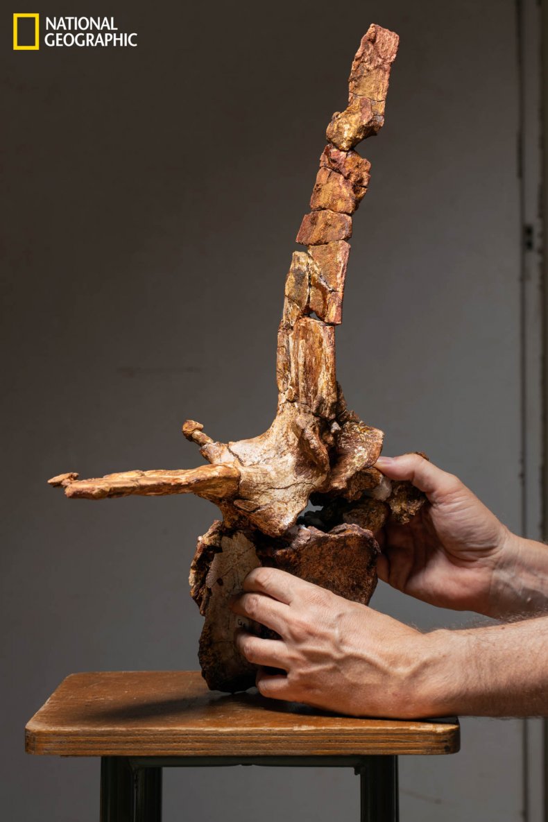 spinosaurus-vertebrae