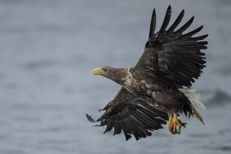 White-tailed eagle takes flight in Scotland