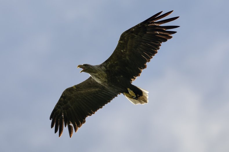 White-tailed eagle takes flight in Scotland White-tailed eagle takes flight in Scotland