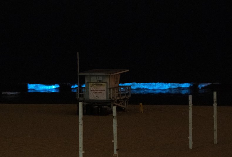 bioluminescent waves, California