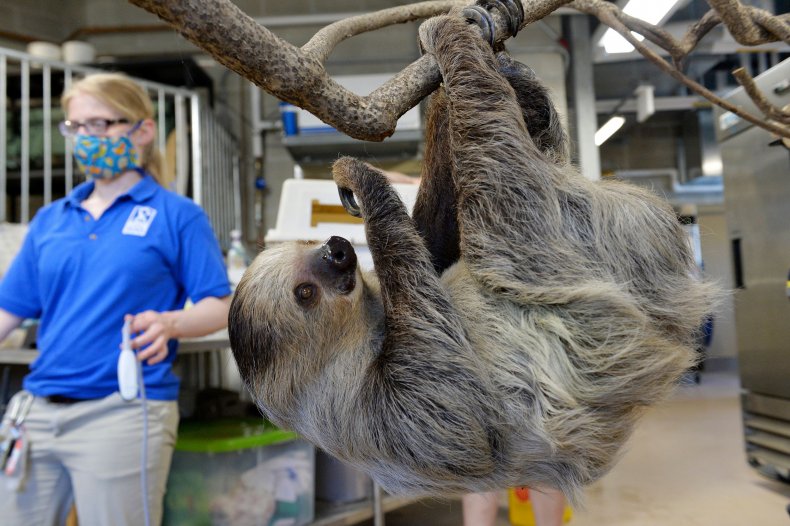 Sloth at the Roger Williams Park Zoo