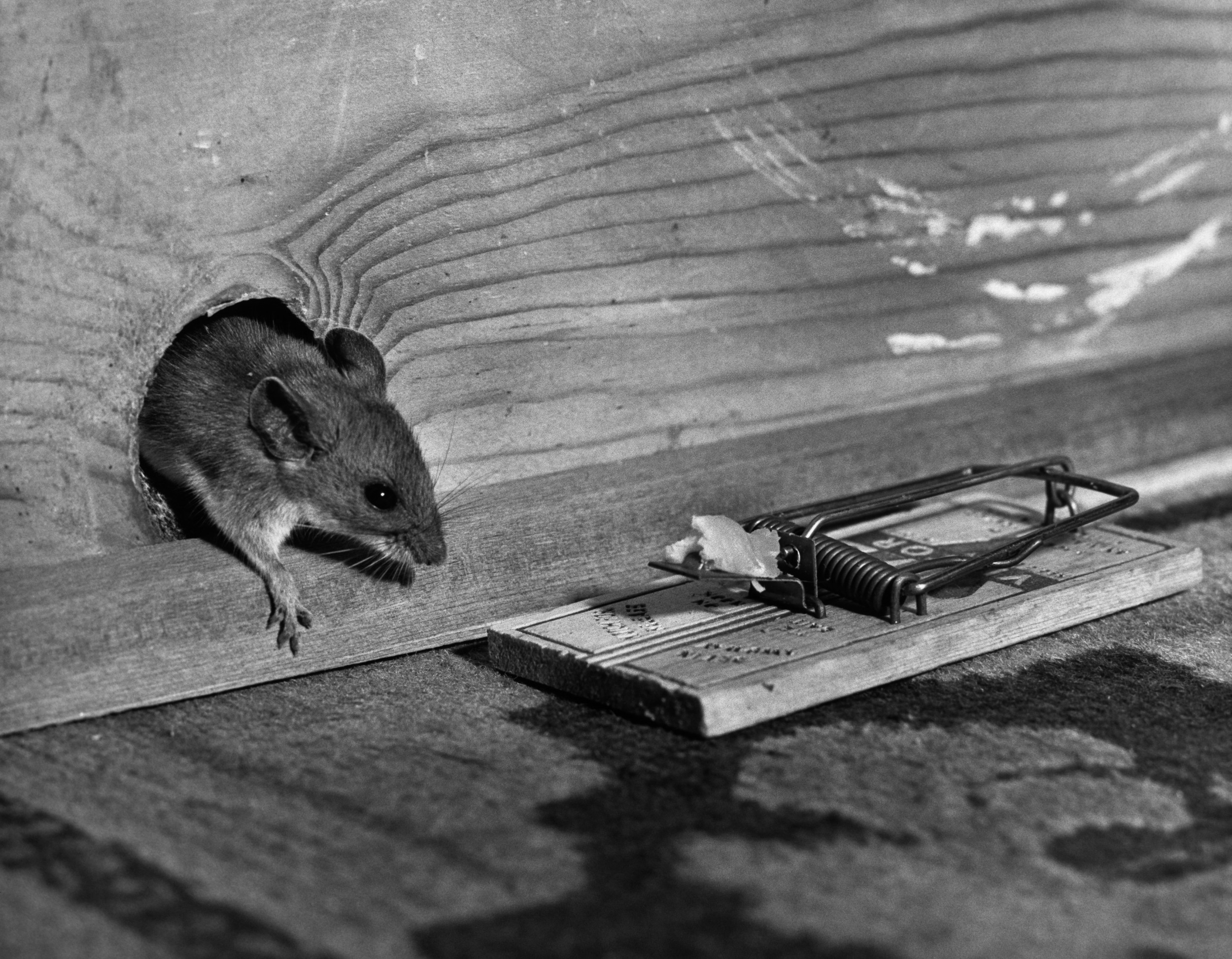 How Many Mice Will The EZ Set Mouse Trap Catch In the Barn? Mousetrap  Monday 