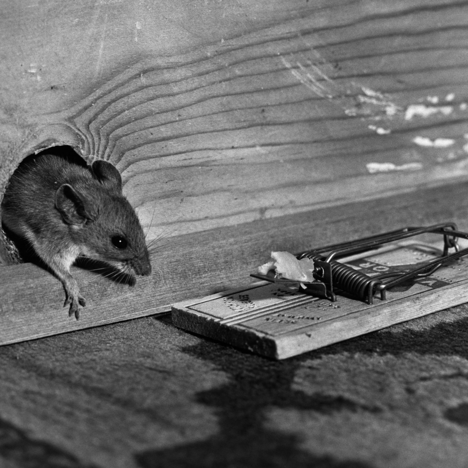 I Invented The Greatest Mouse Trap Ever Made - Over 300 Mice