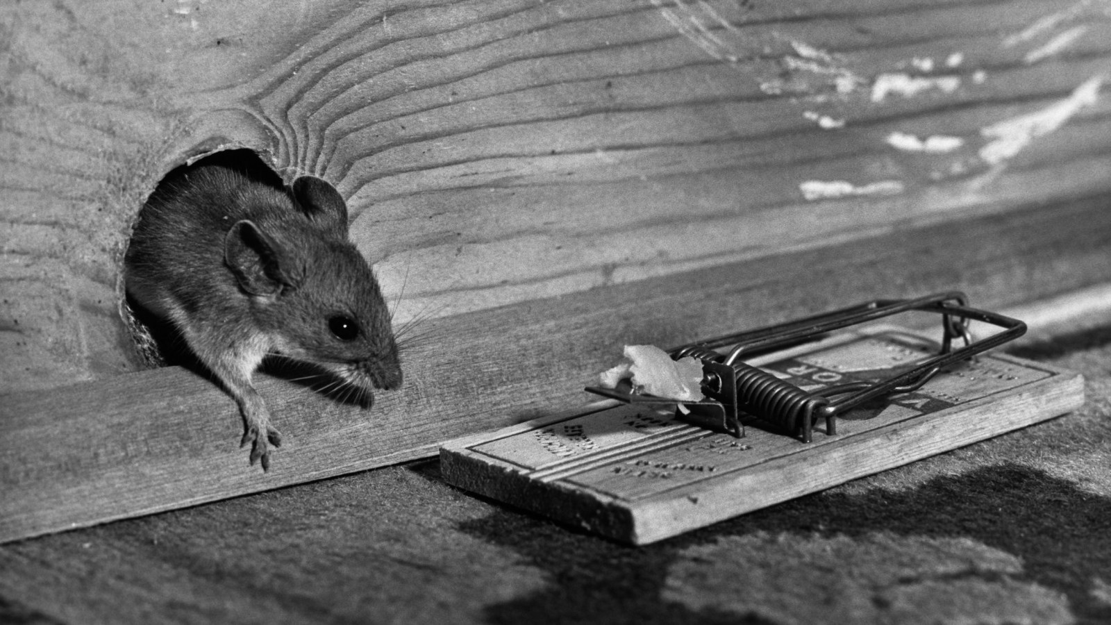 Paleo Man Mouse Trap. Making Arrowheads & Catching Mice. Mousetrap